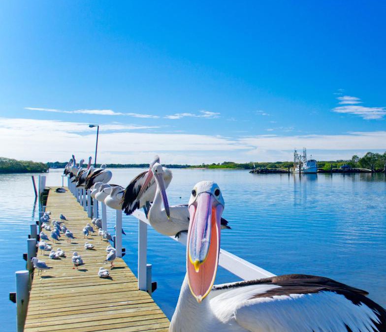Yamba Hotel | Moby Dick Waterfront Resort Motel