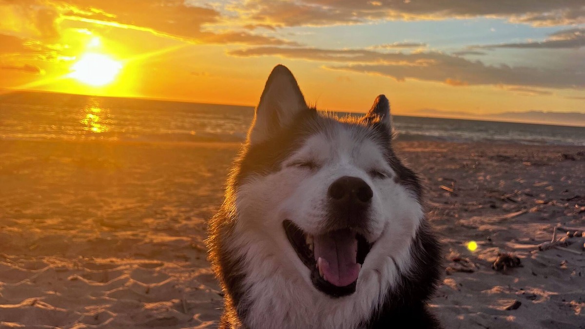 Oxnard Shores House | Modern beach house pet friendly