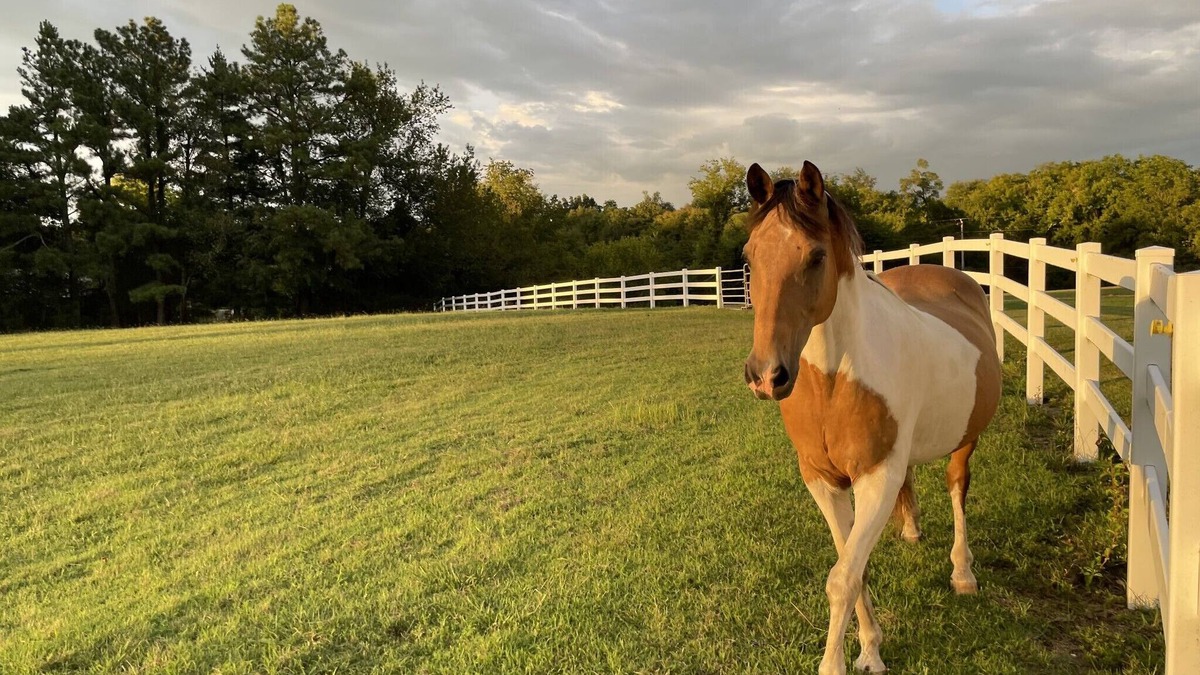 Shelbyville House | Modern, Farmhouse Experience-From our Farm to your Table -family& pet friendly
