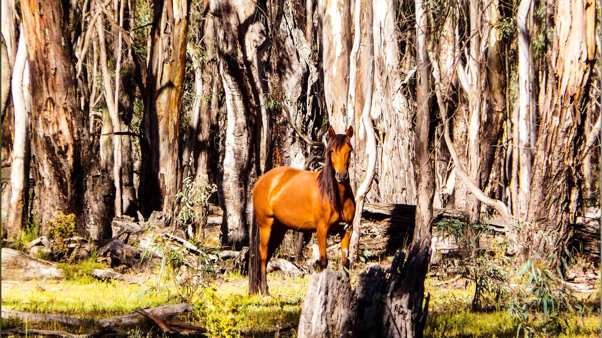 Barmah Cottage | Moira Gums - Historical home next to Barmah National Park