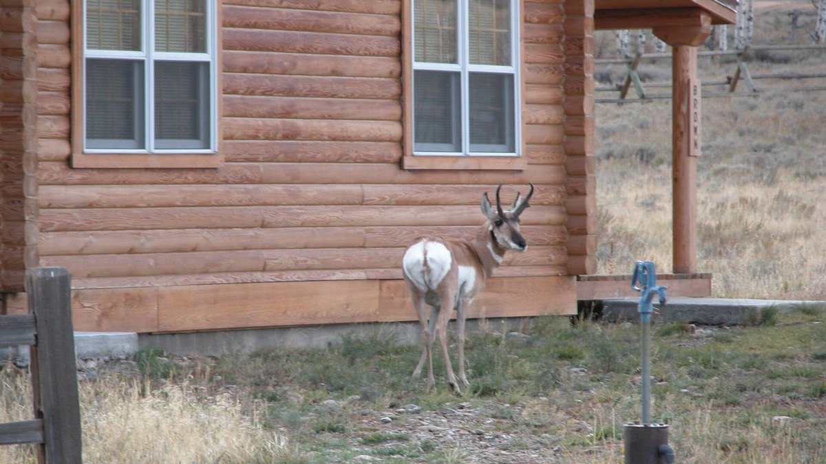 Cameron Cabin | Montana Spirit Guest Cabin -30 acres on the Madison River,