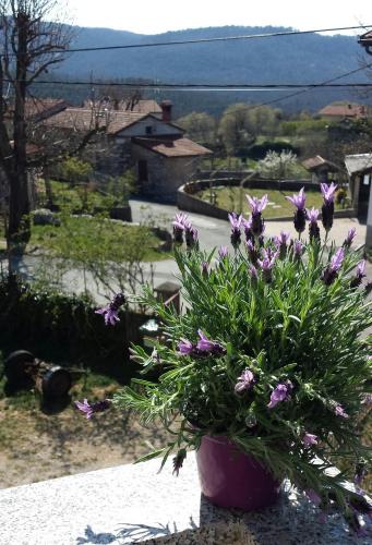 Pliskovica House | moonflower