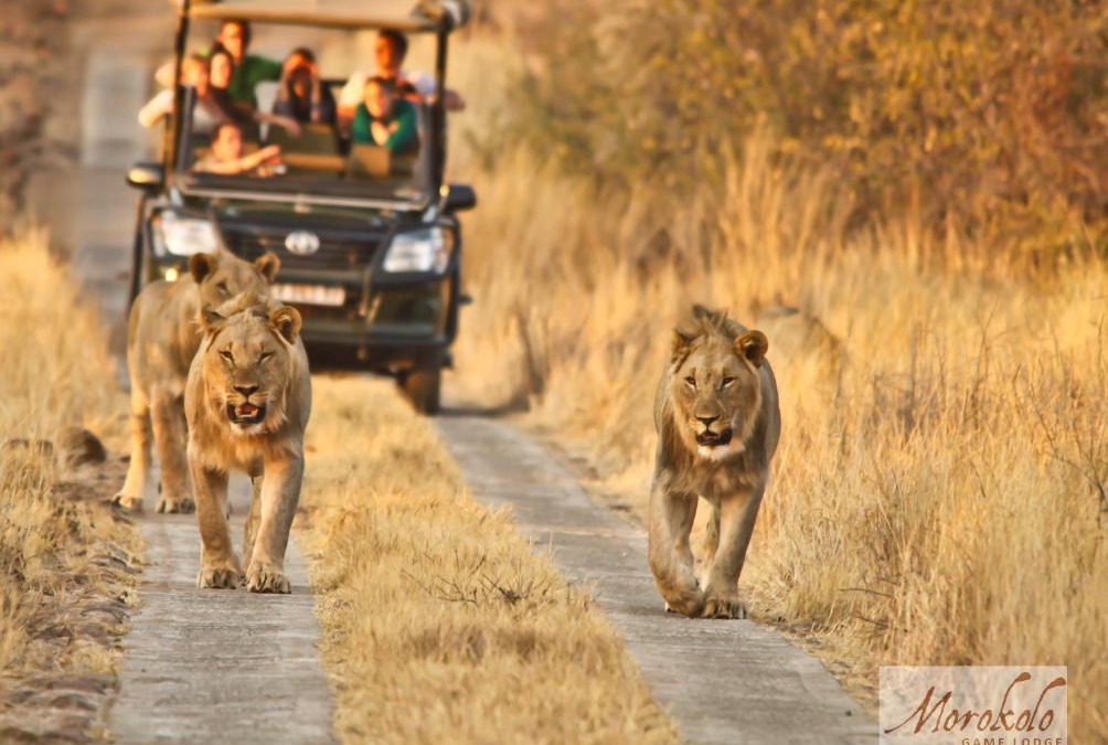 Pilanesberg National Park Cabin | Morokolo Safari Lodge Self-catering