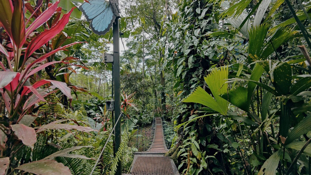 Cocles Cabin | Morpho - adventurous Treehouse with amazing 360 view with pool and wifi access