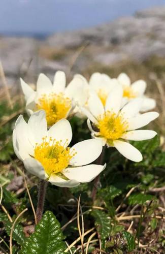 Doolin House | Mountain Aven Guest House