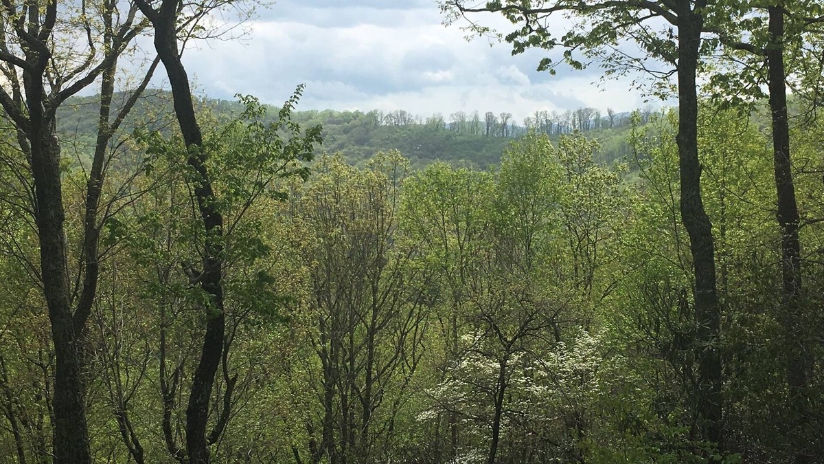 Skyland Apartment | Mountainside Tranquility in South Asheville Near Biltmore & Parkway