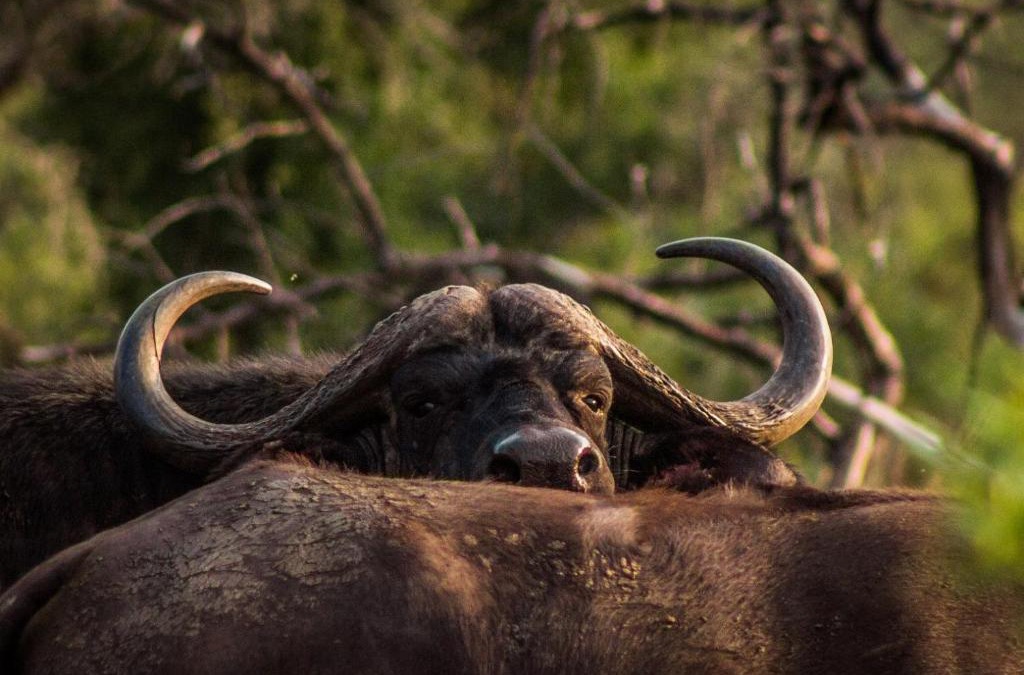 Pongola Cabin | Mpeti Lodge