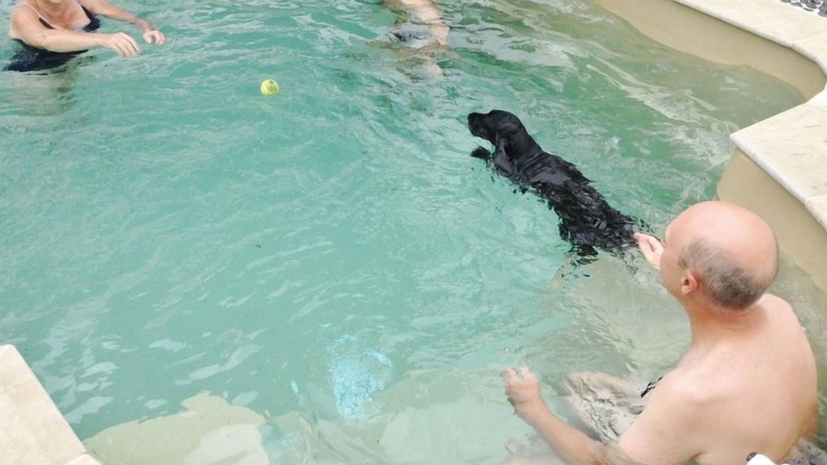 Rutherglen Cottage | must love dogs cottage