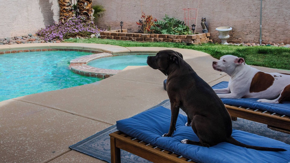 Sovana House | Must love pitbulls, private room in nice home with pool and hot tub