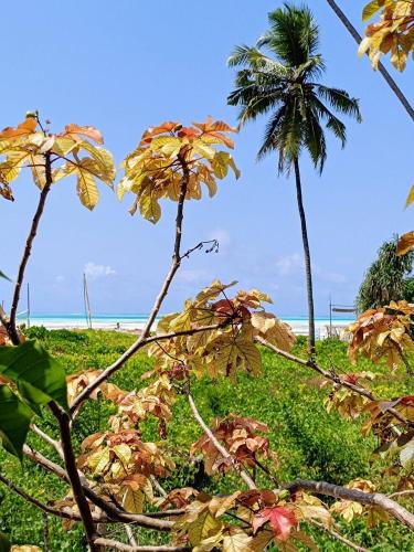 Jambiani House | Mustafa 's Bungalow