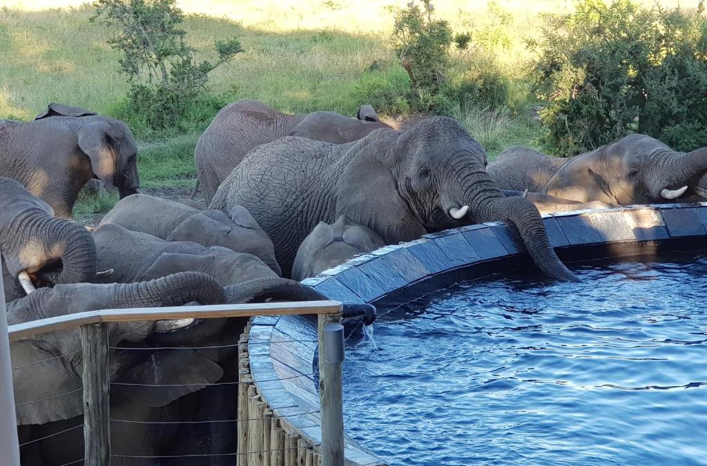 Ladysmith Cabin | Nambiti Plains Lodge