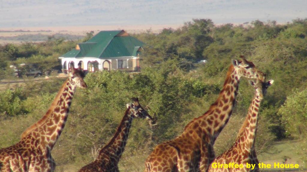 Talek House | Narasha Homestay - Maasai Mara