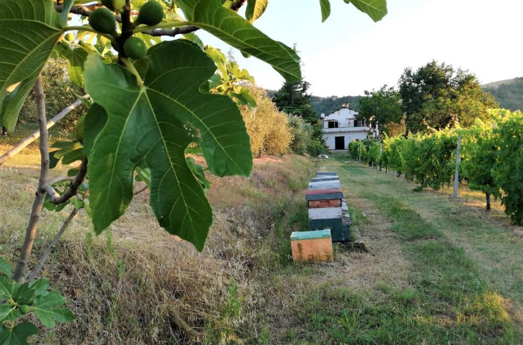 Pieve Salutare Bed & Breakfast | Naturaliterre BnB - Microfattoria