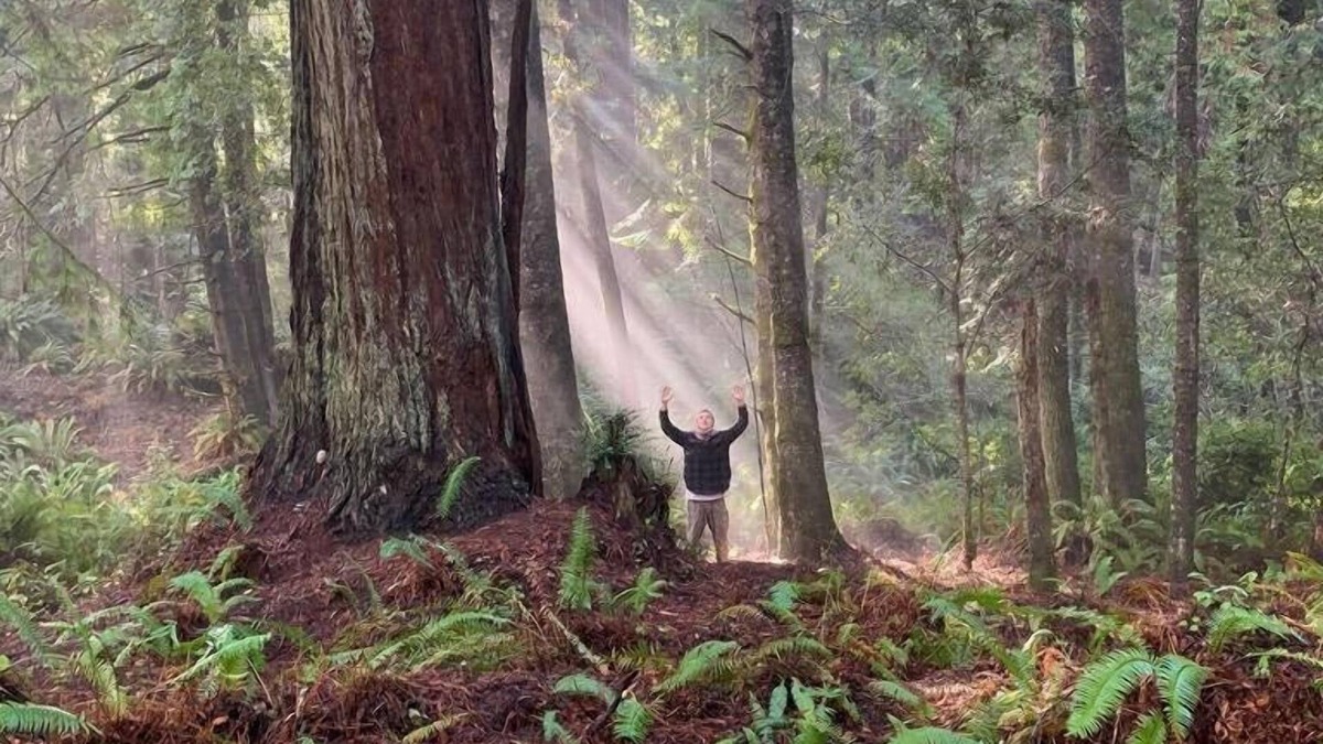 Fort Bragg Cabin | Nature Retreat - 2 private cabins in a magical Redwood forest with ocean views