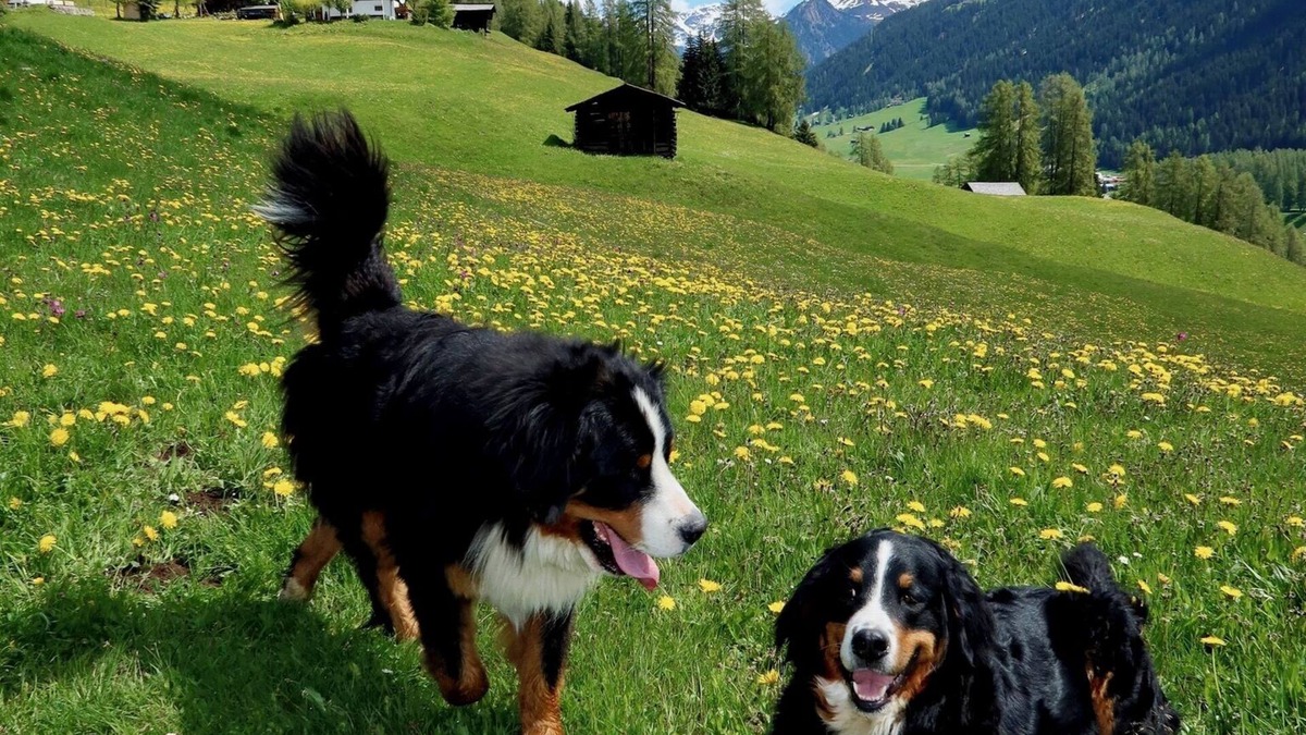 Davos RV Rental | Naturedome Glamping: Naturally luxurious