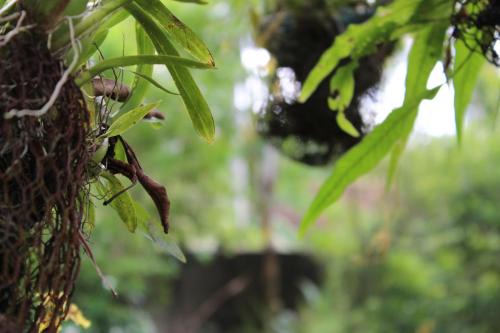Narangodapaluwa House | Natures Bliss Garden Stay