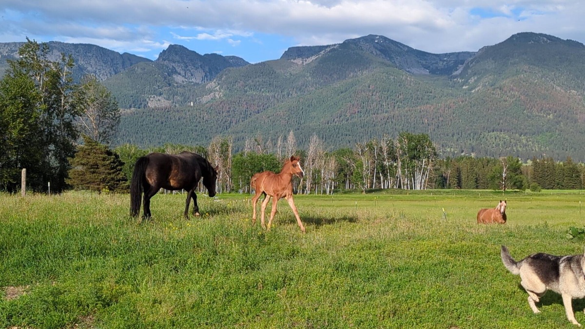 Ronan Cabin | New! Avail 4th of July! 13-person cabin. Hot tub on roof, 15 mins to Flathead Lk
