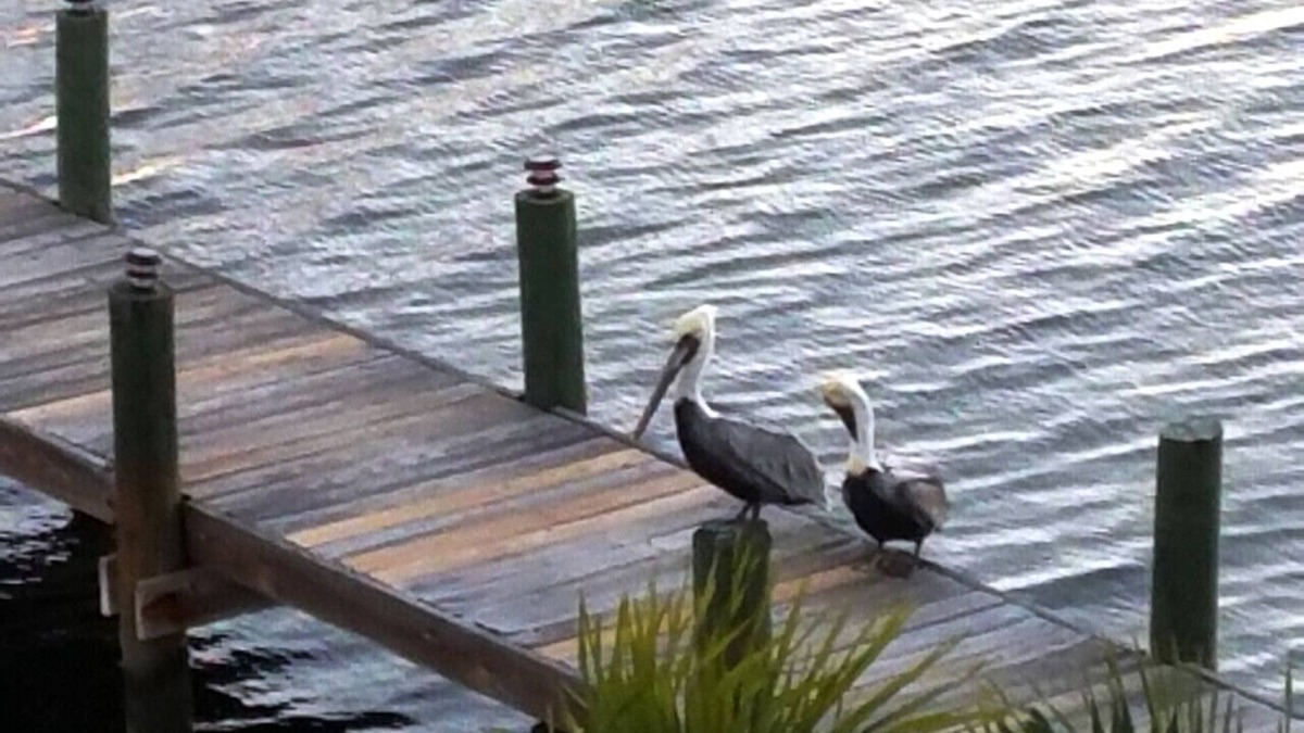 Cudjoe Key House | Oceanside home, dock,kayaks,bikes,pool,fishing,111