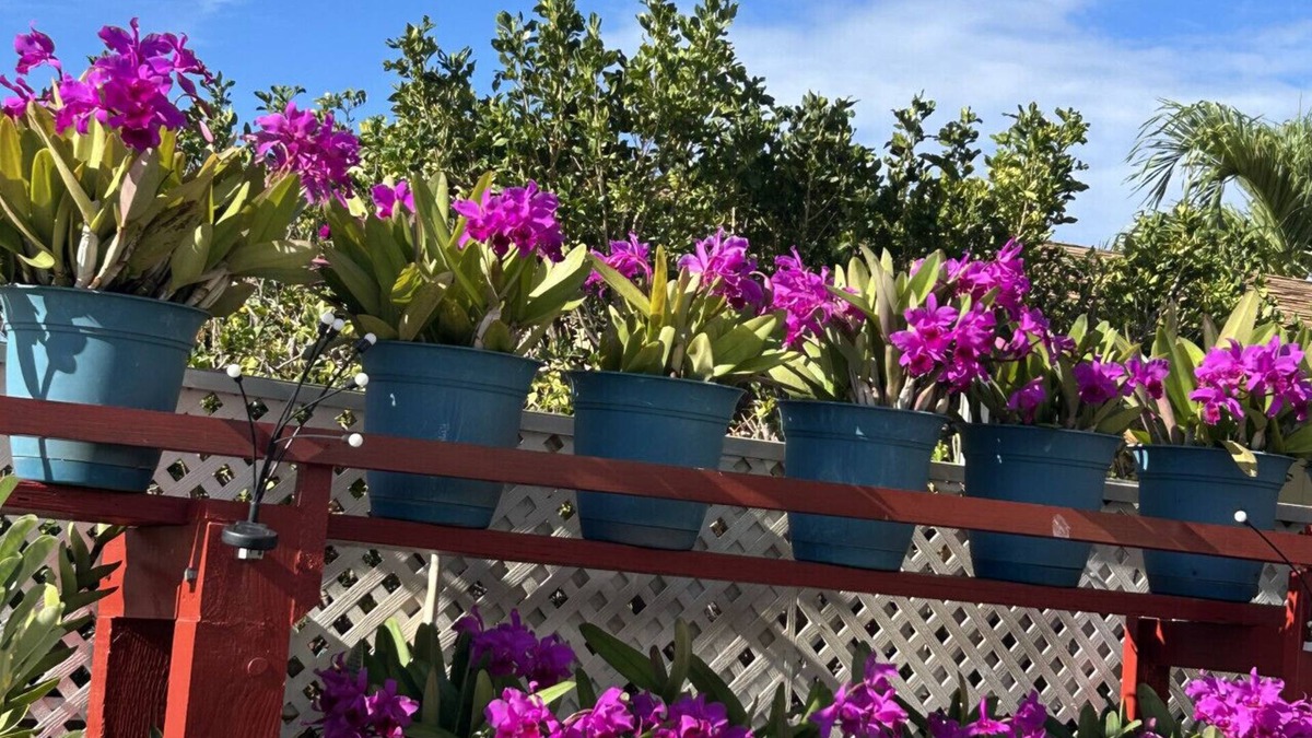 Kapolei House | Oceanview Mins to Beach and Golf Yard Grill Board Games
