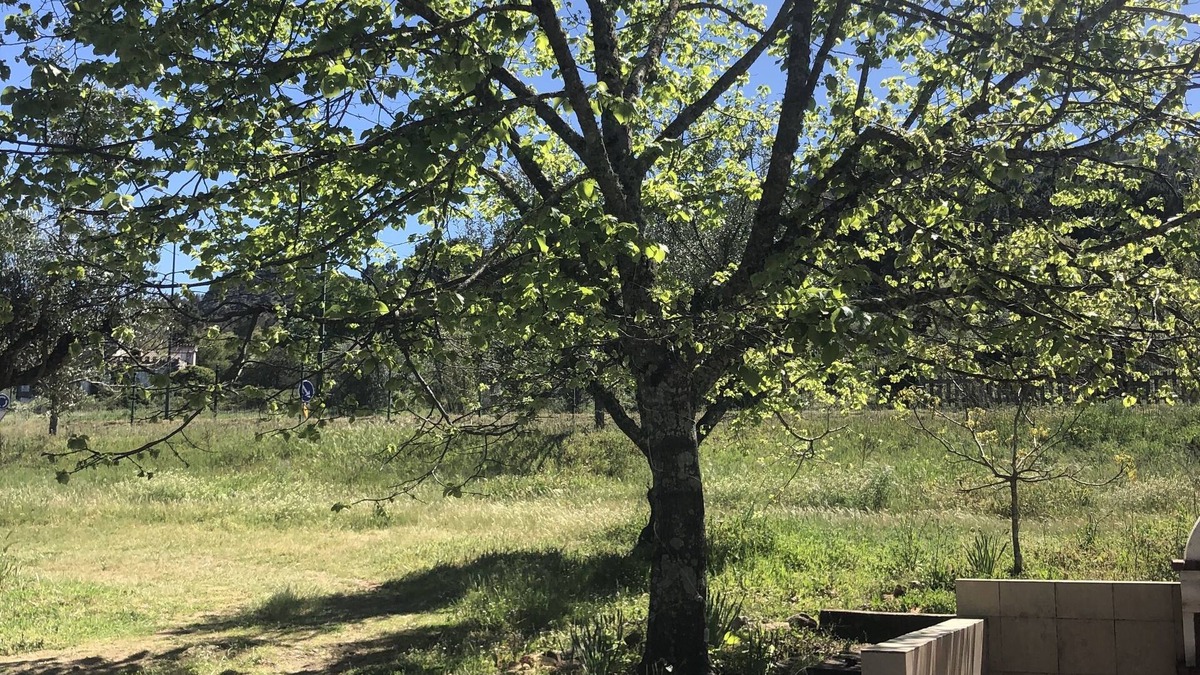 Santa Maria da Devesa Other | Ola Linda - Casa de Campo - rustica