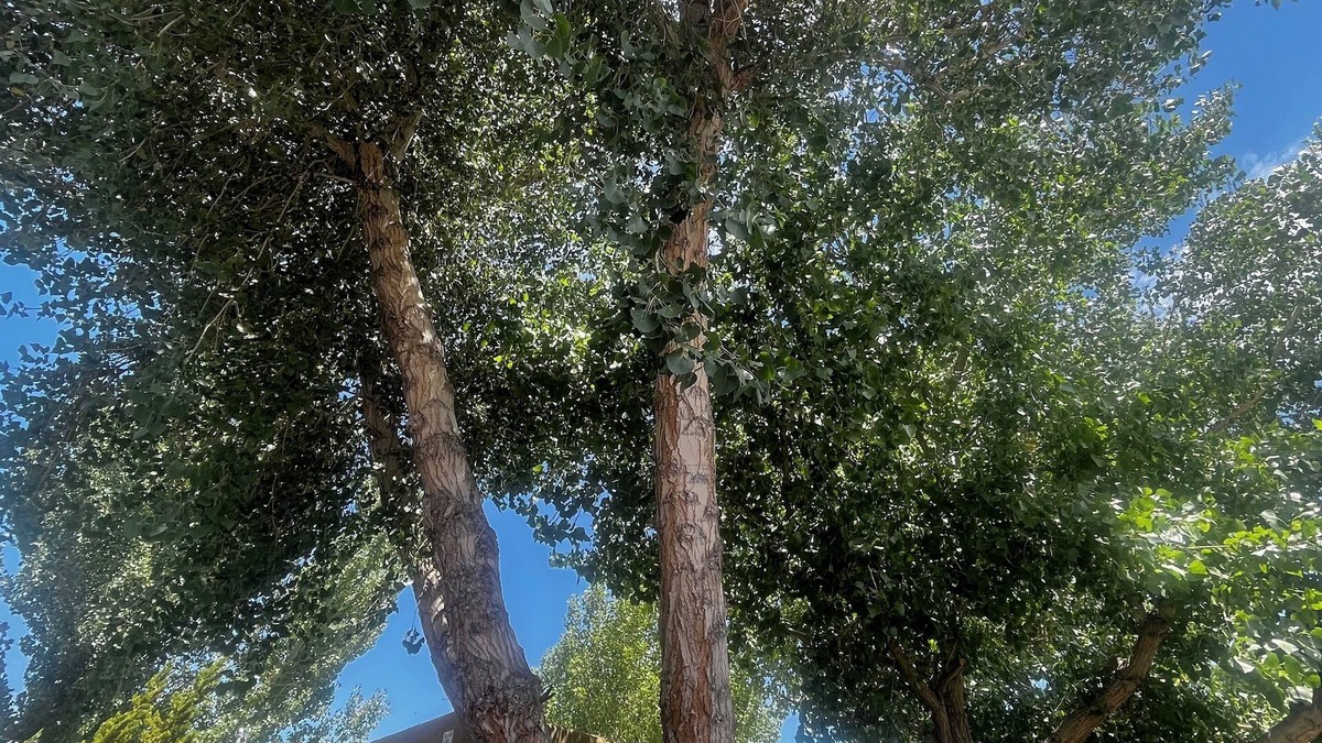Barelas House | Old Adobe home, newly plastered & painted, near historic landmarks, great yard!