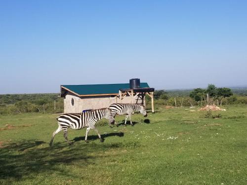 Talek House | Olgosua Homestay Maasai Mara