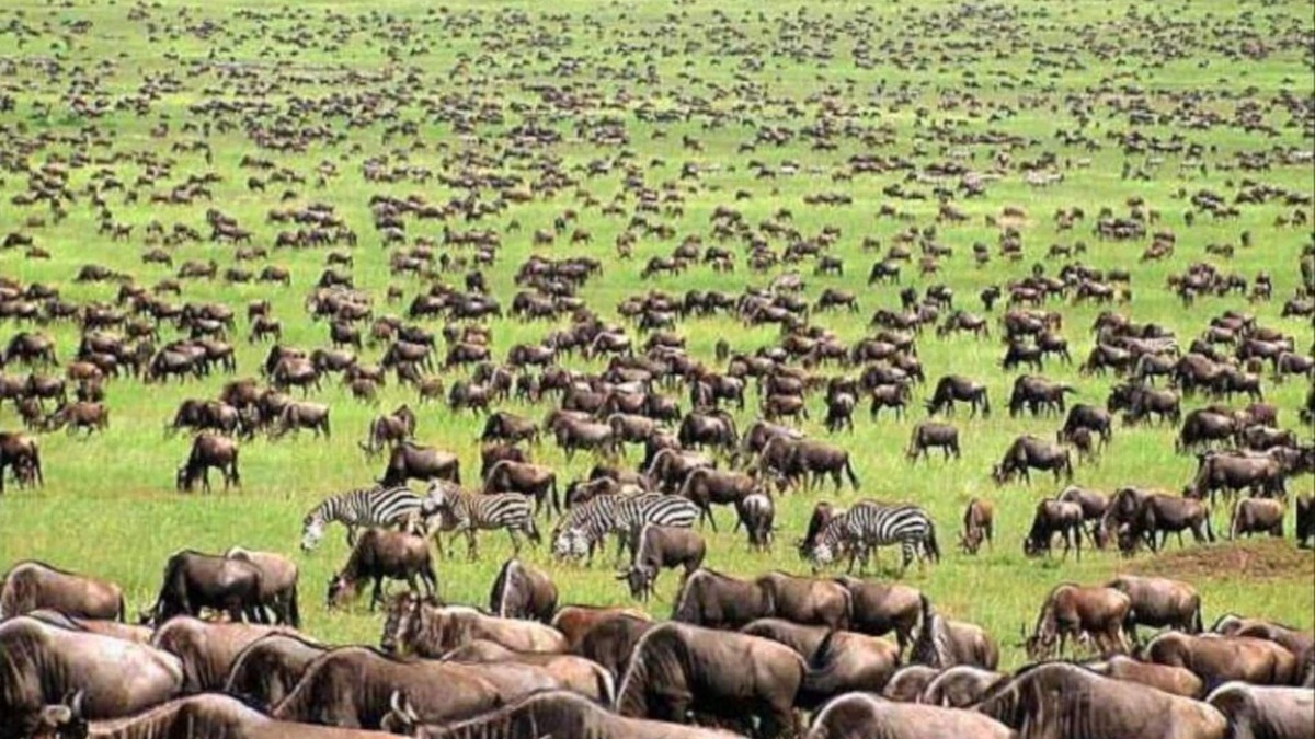 Narok Cottage | oloiren safari camp