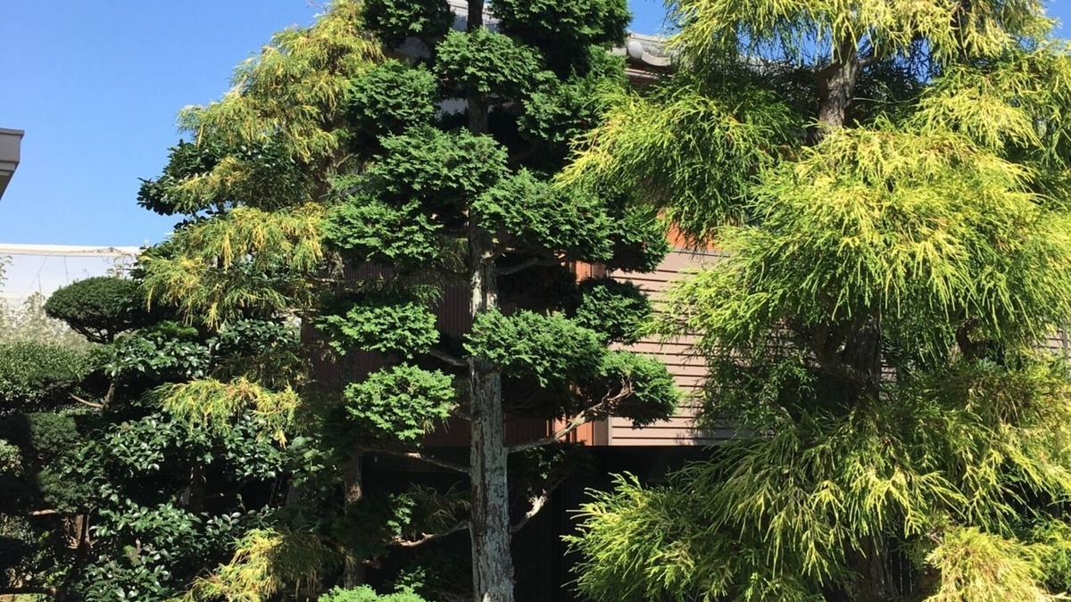 Kamagaya House | Open house - Green Pine House/Kamagaya Chiba
