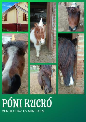 Hosszuvolgy House | Póni Kuckó Vendégház és Minifarm