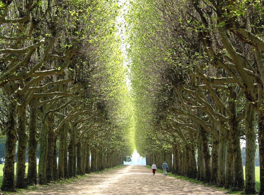 Meudon Apartment | Paris & Versailles at your feet! Shared room in nice house