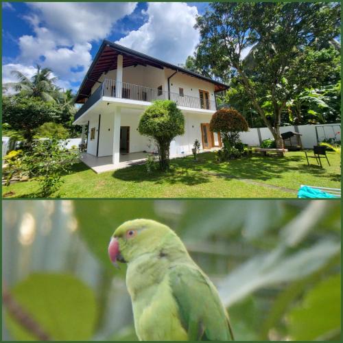 Negombo House | Parrot Paradise Negombo