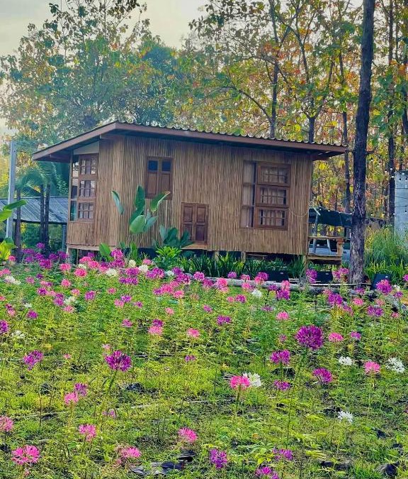 Nam Pat Other | Payim farm พายิ้มฟาร์ม