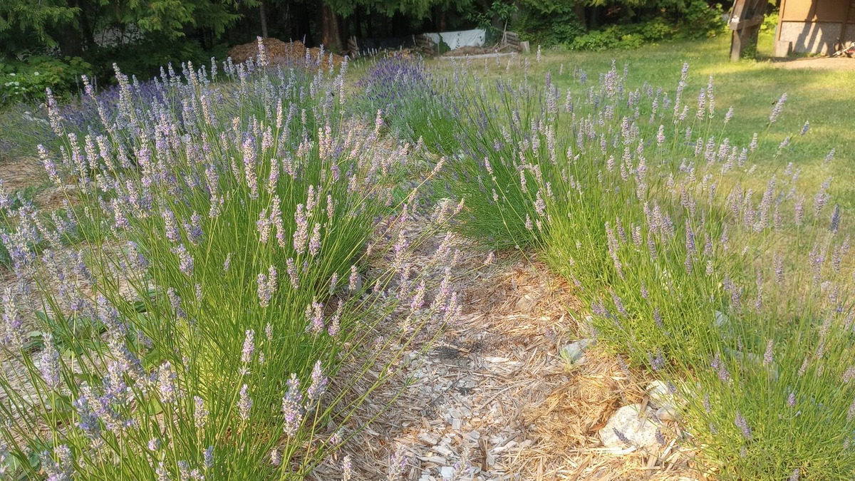 Fauquier Cottage | PEACEFUL Country Cottage W. Kootenay Lavender Farm, Hotsprings-Golf-Beach-Repeat
