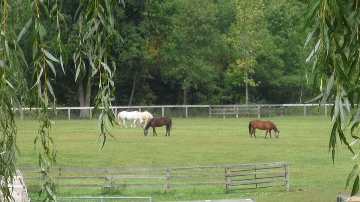 Adjala-Tosorontio House | Peaceful Retreat on Horse Farm that welcomes dogs!
