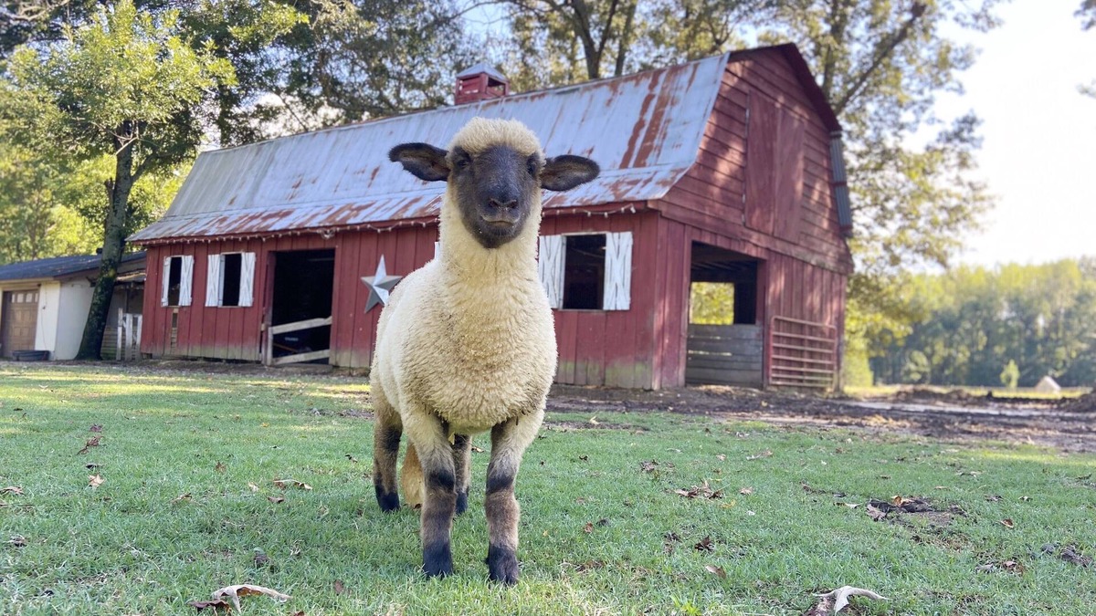 Hickory Plains House | Peaceful Sheep Farm in Austin - Pet Friendly!