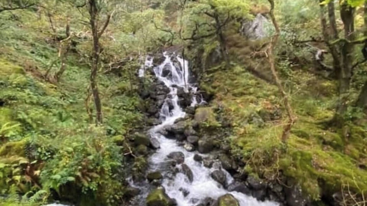 Bryn-crug House | Peaceful, woodland caravan site with pool and bar