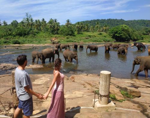 Pinnawala Bed & Breakfast | Peacock Village Pinnawala - Offer Alert! Elephant Welfare Program