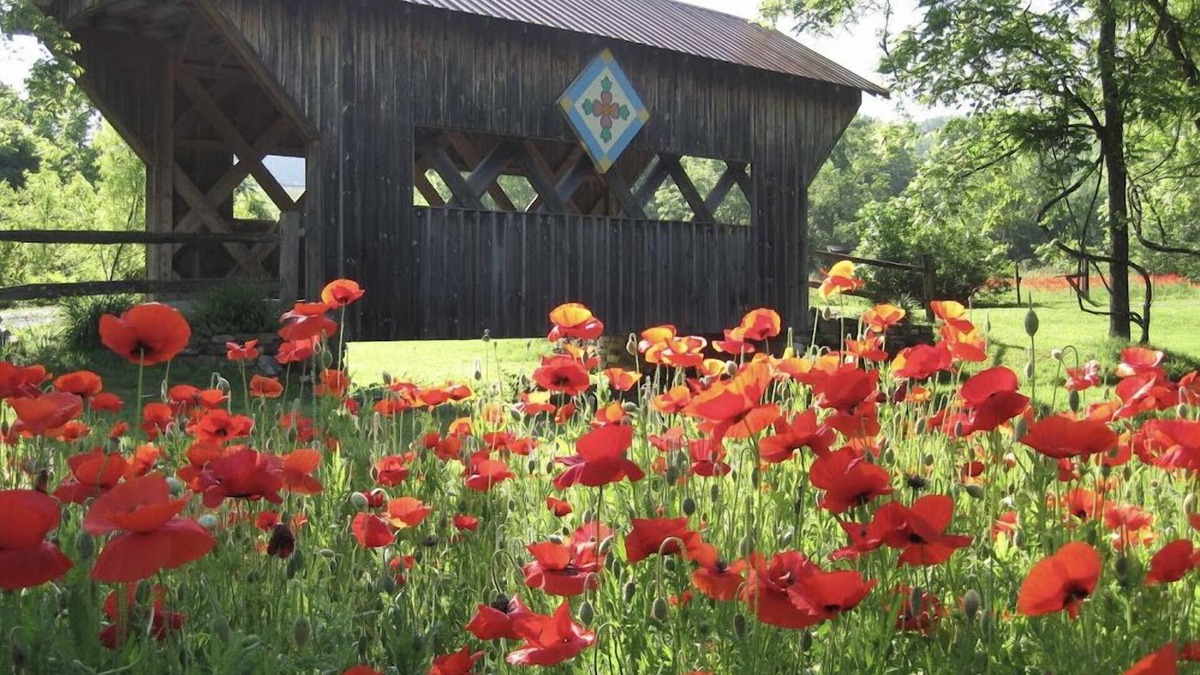 Unicoi Cabin | Peacocks, blacksmithing, buffalo, wildlife, a studio cabin by the pond.