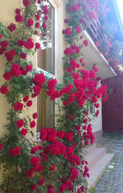Gura Raului House | Pensiunea Răzvan