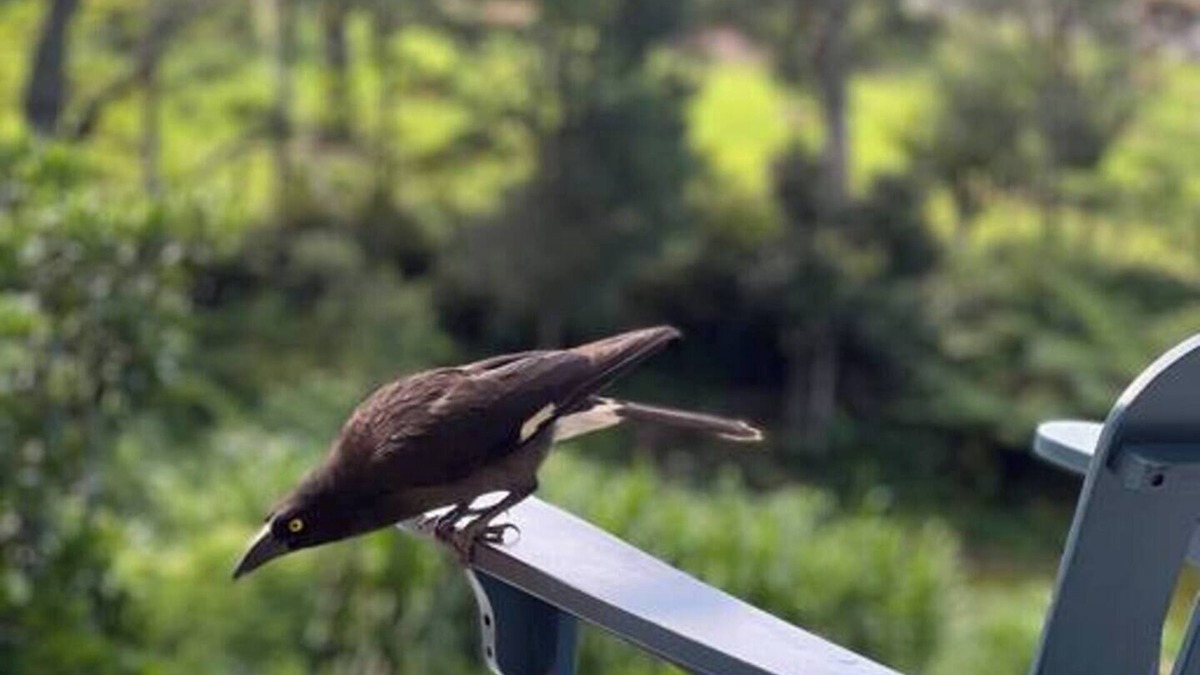 Maleny House | "Pet and family friendly 5-Bed Oasis with Lake!