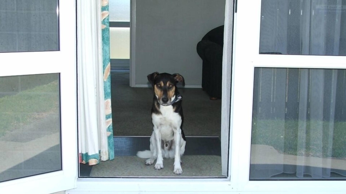 Riversdale Apartment | Pets allowed Beach Villa 2
