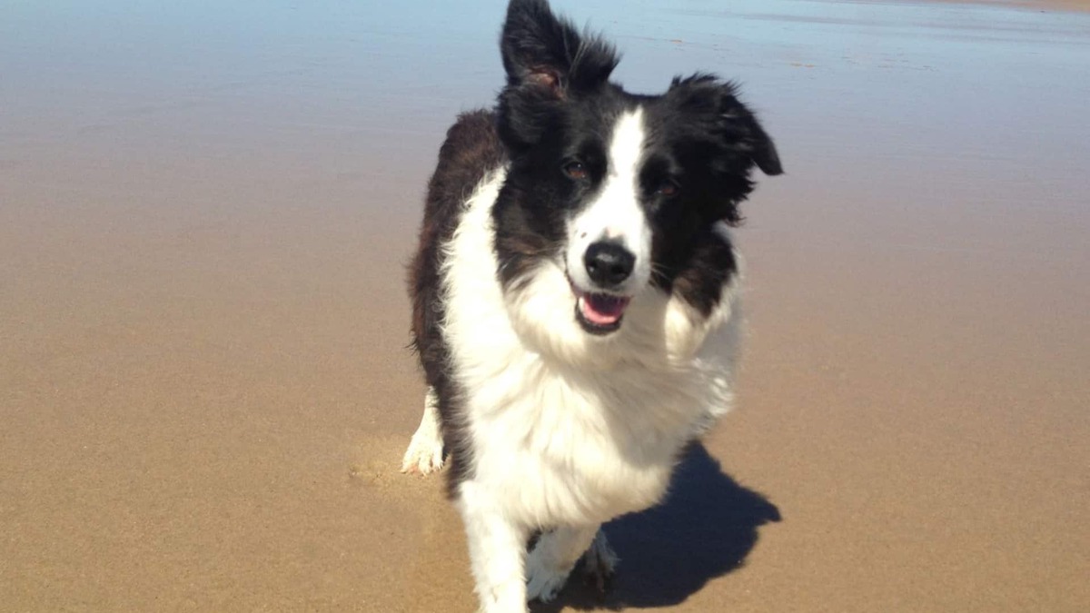 Coolum Beach Apartment | Pillows & Paws Pet Friendly Stays