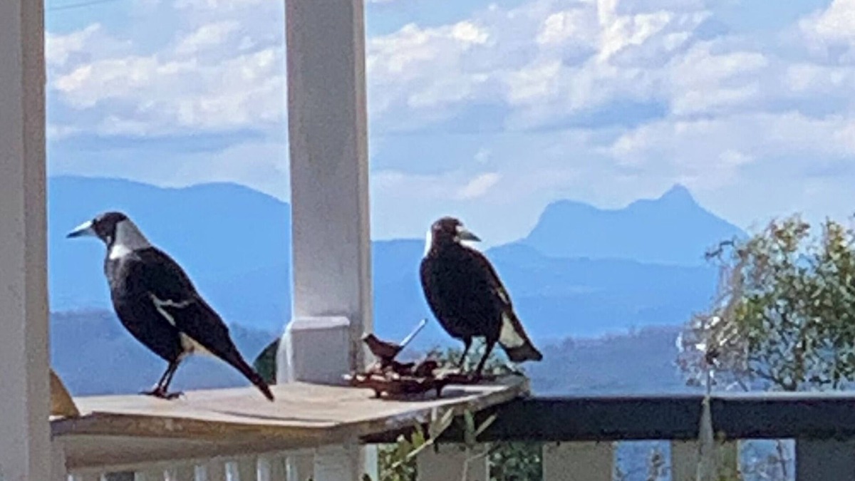 Mallanganee Cabin | Pindari Cottage, Top of the Range
