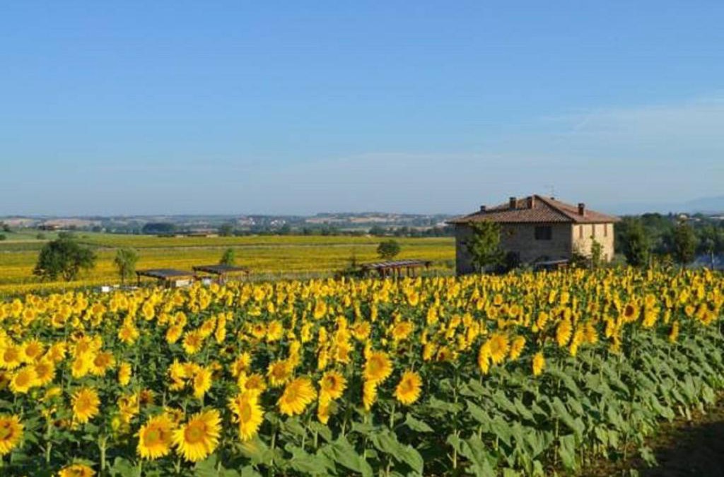 Panicale Villa | Podere Molinaccio