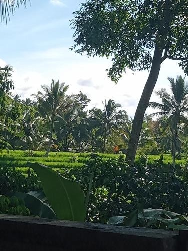 Wongaya Gede Bed & Breakfast | pranamastra bali