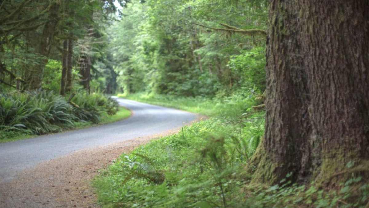 Forks RV Rental | Primitive Tent Site #5- Beautiful Forested Property