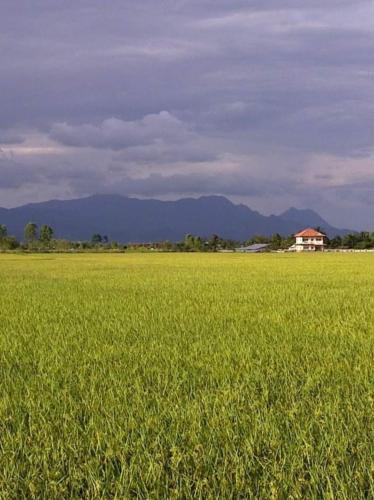 Pa Tueng House | Princess's Palace A