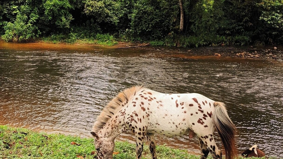 Mambucaba Other | Private farm just for you! Paraty, Angra dos Reis, Brazil.