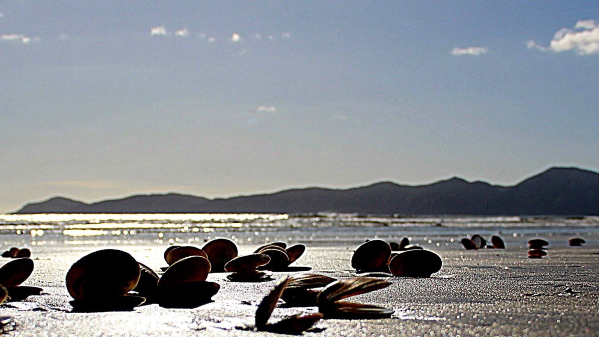 Raumati South Apartment | Private studio near the sea-1 minute walk to the beach
