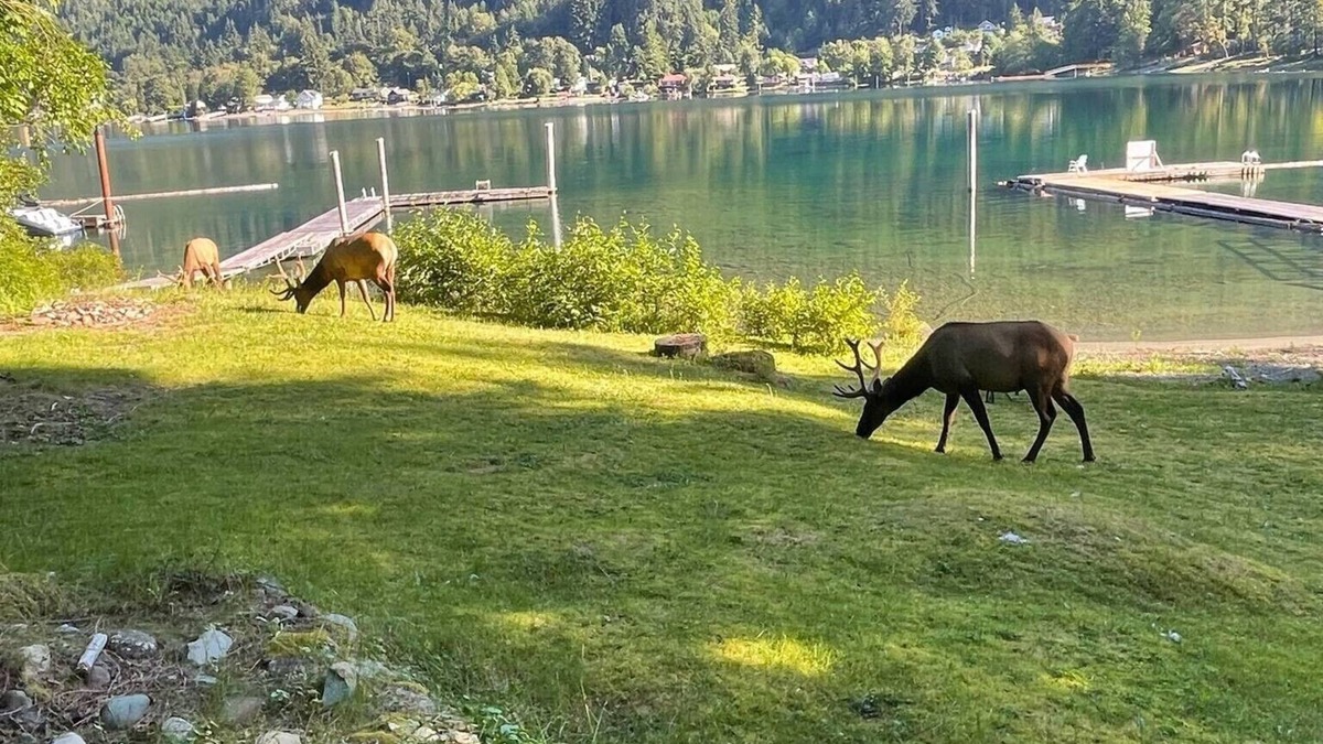 Youbou House | Private Waterfront Cabin on Lake Cowichan
